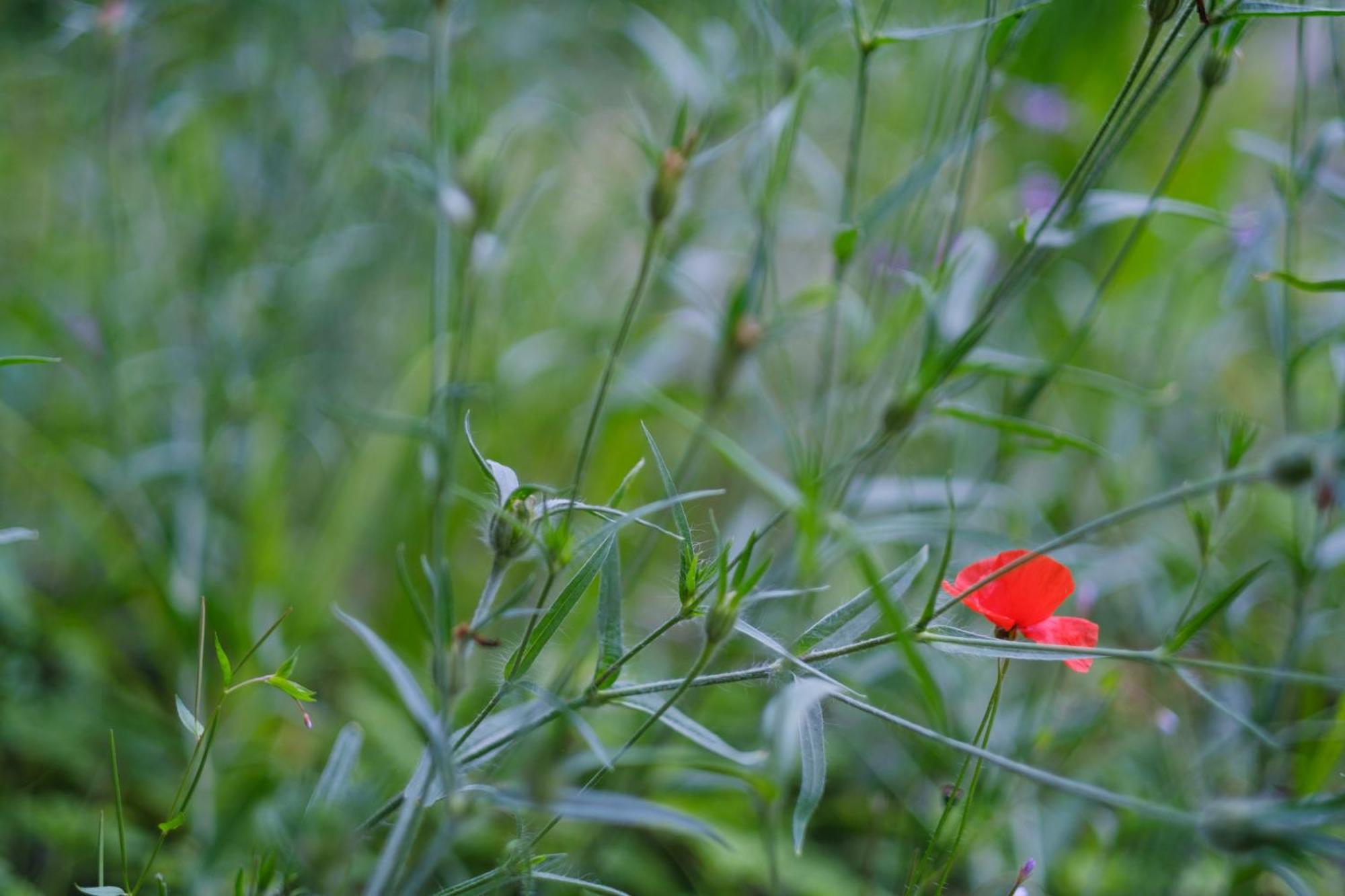 Tig Cottage - A Rural, Quirky, Pet Friendly 2 Bedroom Cottage Near Ballantrae מראה חיצוני תמונה