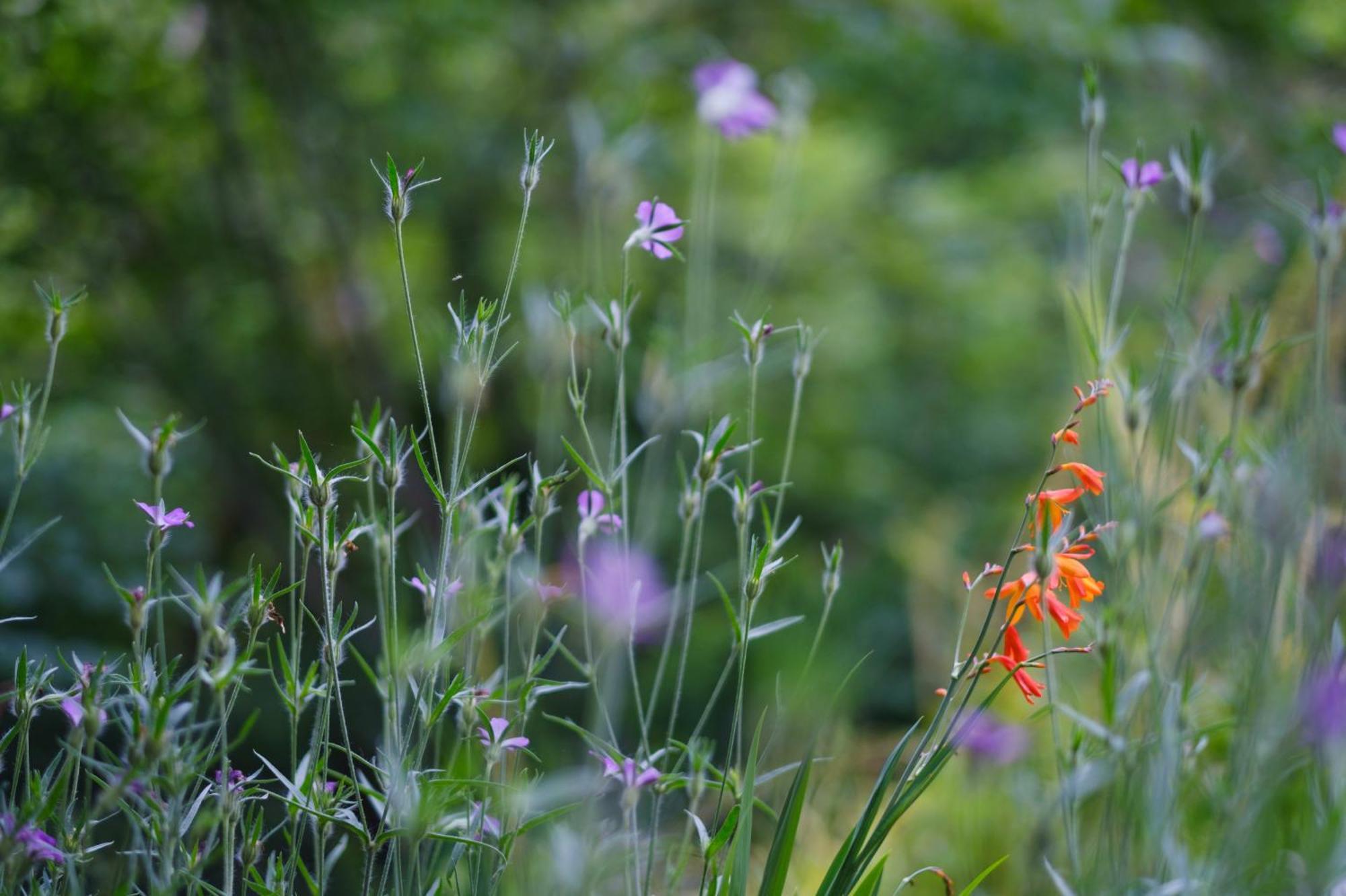 Tig Cottage - A Rural, Quirky, Pet Friendly 2 Bedroom Cottage Near Ballantrae מראה חיצוני תמונה